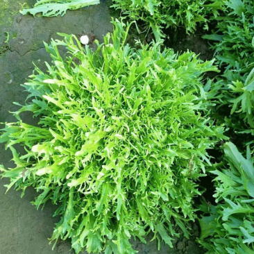 黄心苦苣种子大田种植产量高易种植花叶碎叶黄心苦苣