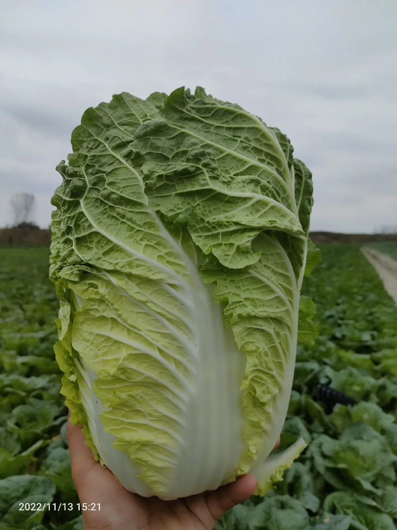 【给钱就卖】黄心白菜矮个白菜矮脚白菜疫情助农一手货源