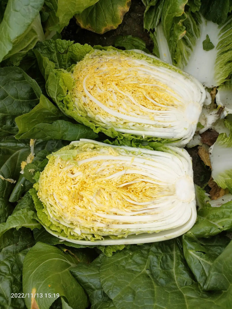 【给钱就卖】黄心白菜矮个白菜矮脚白菜疫情助农一手货源
