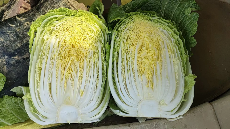 【给钱就卖】黄心白菜矮个白菜矮脚白菜疫情助农一手货源