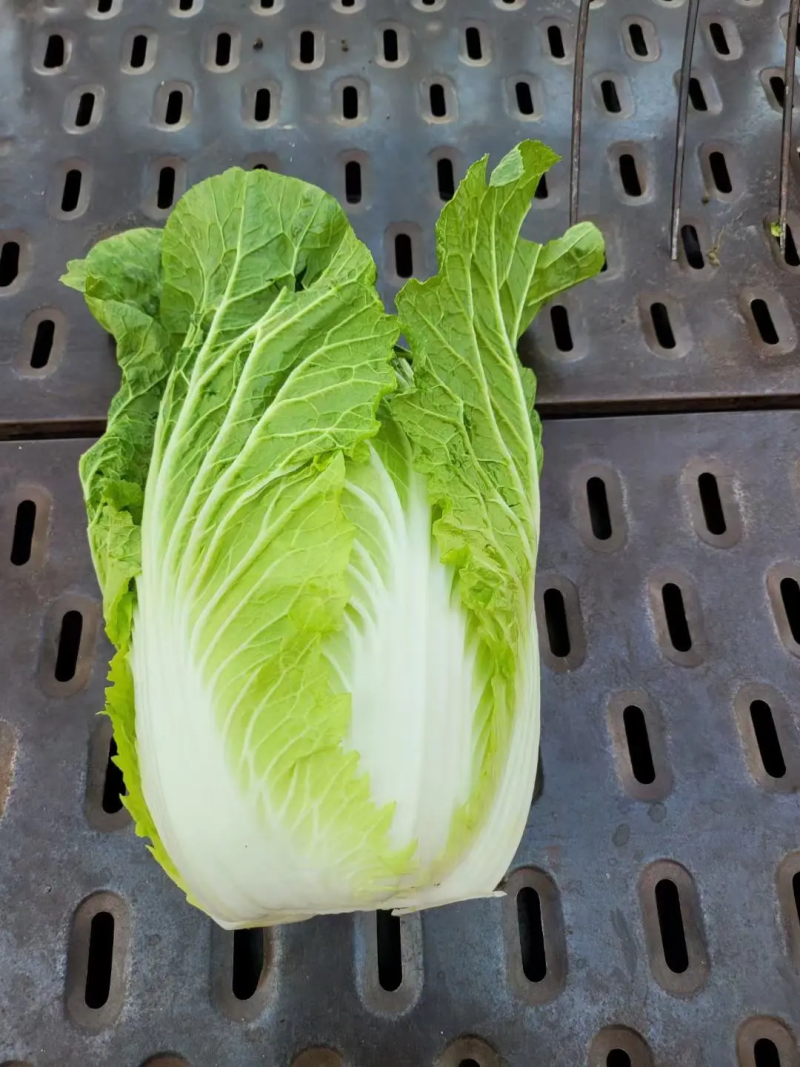 【给钱就卖】黄心白菜矮个白菜矮脚白菜疫情助农一手货源