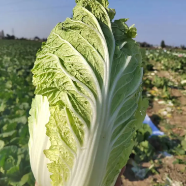 【给钱就卖】黄心白菜矮个白菜矮脚白菜疫情助农一手货源