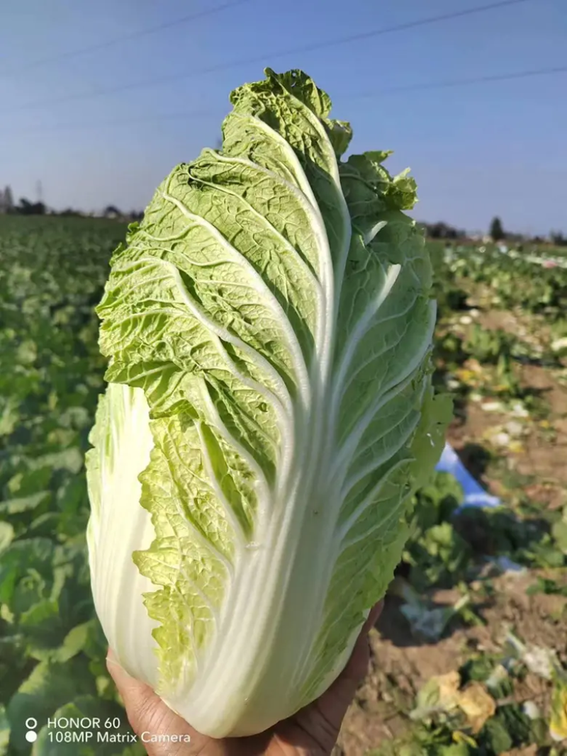 【给钱就卖】黄心白菜矮个白菜矮脚白菜疫情助农一手货源