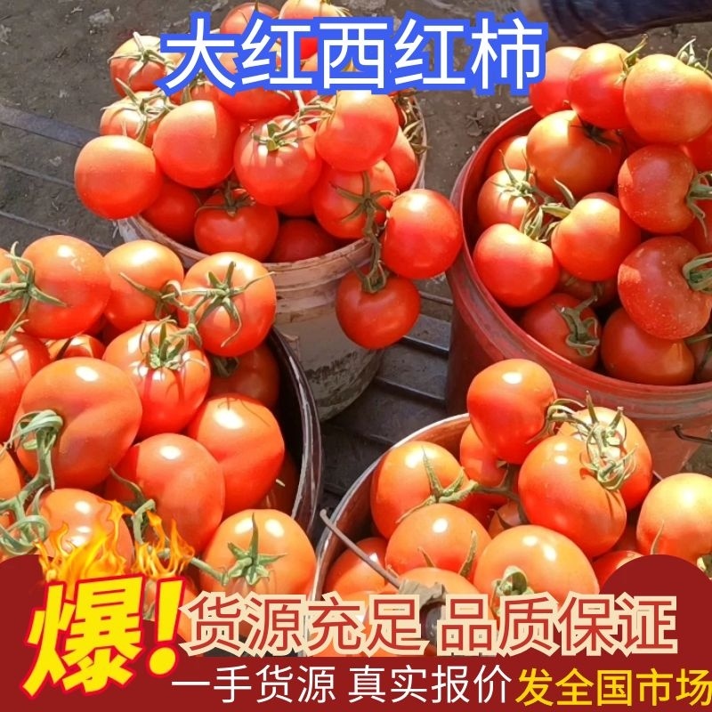 口感西红柿大量出售，价格便宜，货源充足看货打价，交通方便