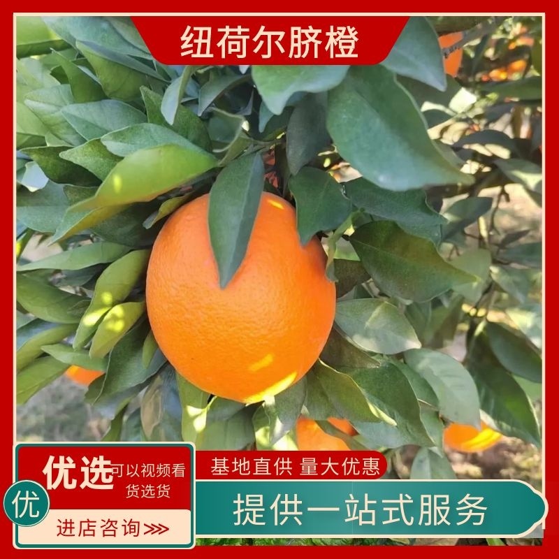 脐橙湖北纽荷尔脐橙基地直发爆汁纯甜品质保障来电咨询