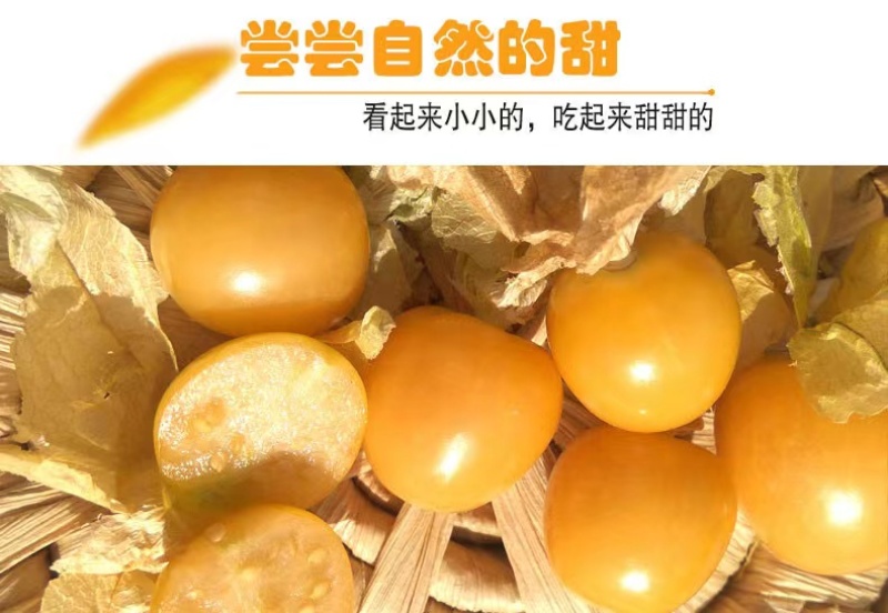 奶油黄姑娘种子清香味美甜脆可口品质好糖度高优质良种