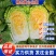 精品黄心大白菜大量上市，品质保证，协助找车。