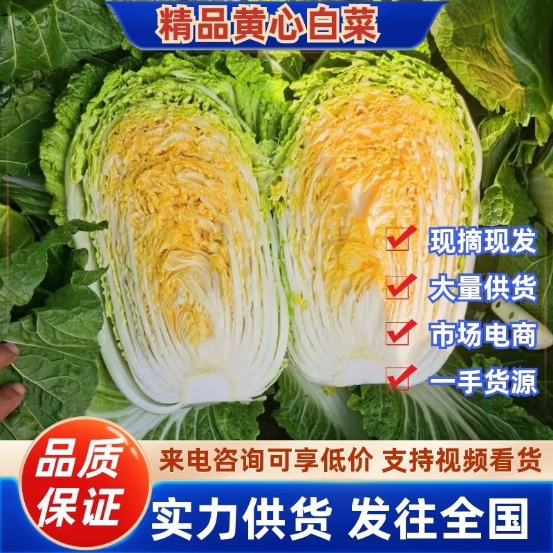 精品黄心大白菜大量上市，品质保证，协助找车。