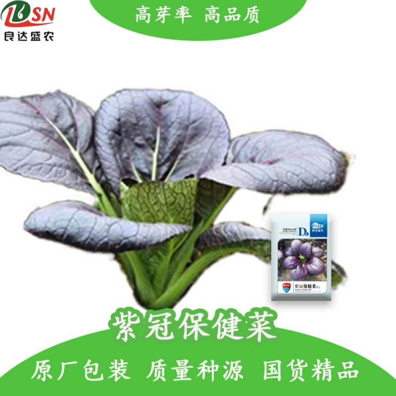 紫冠保健菜种子叶柄翠绿色全年均可种植生长速度快