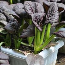 紫冠保健菜种子叶柄翠绿色全年均可种植生长速度快