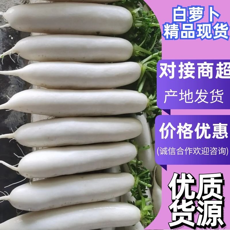 精品白萝卜，三排，四排，五排价格美丽，品质好，货源充足。