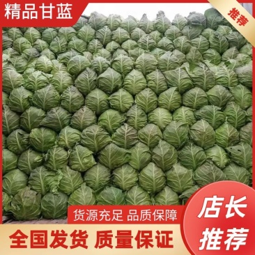 精品包菜，甘蓝，思特丹，产地直供，保证质量，协助找车。