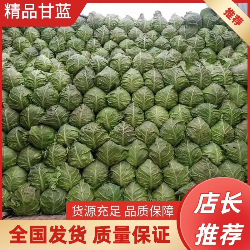 精品包菜，甘蓝，思特丹，产地直供，保证质量，协助找车。