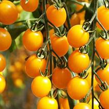 盆栽黄番茄种子肉质脆味清甜裂果少口感好适应性强