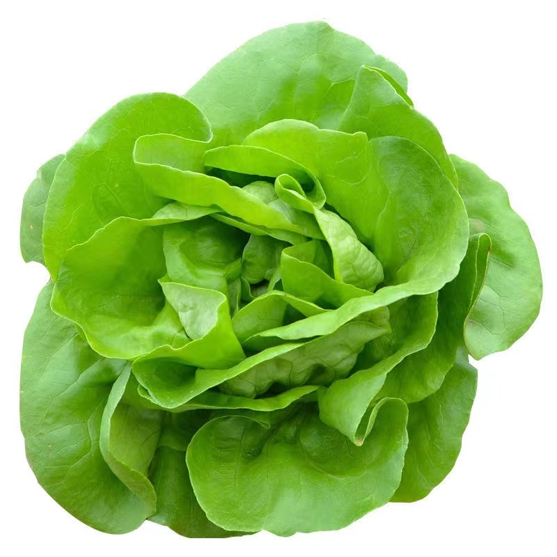 盛青奶油生菜种子四季种植翠绿美观甜味养颜质地柔软