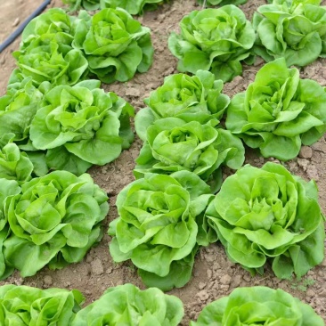 盛青奶油生菜种子四季种植翠绿美观甜味养颜质地柔软