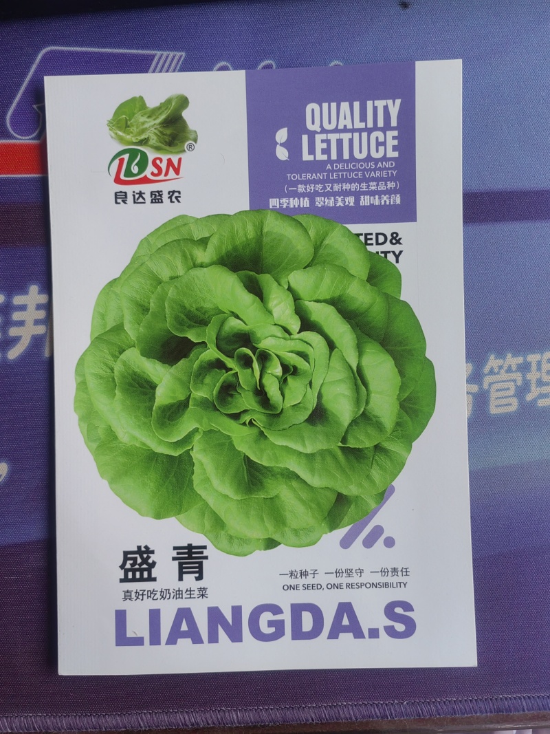 盛青奶油生菜种子四季种植翠绿美观甜味养颜质地柔软