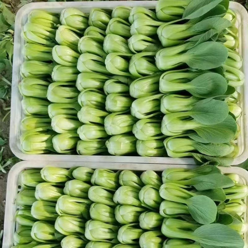 奶油青梗菜种子耐寒性好口感好商品性好抗性强