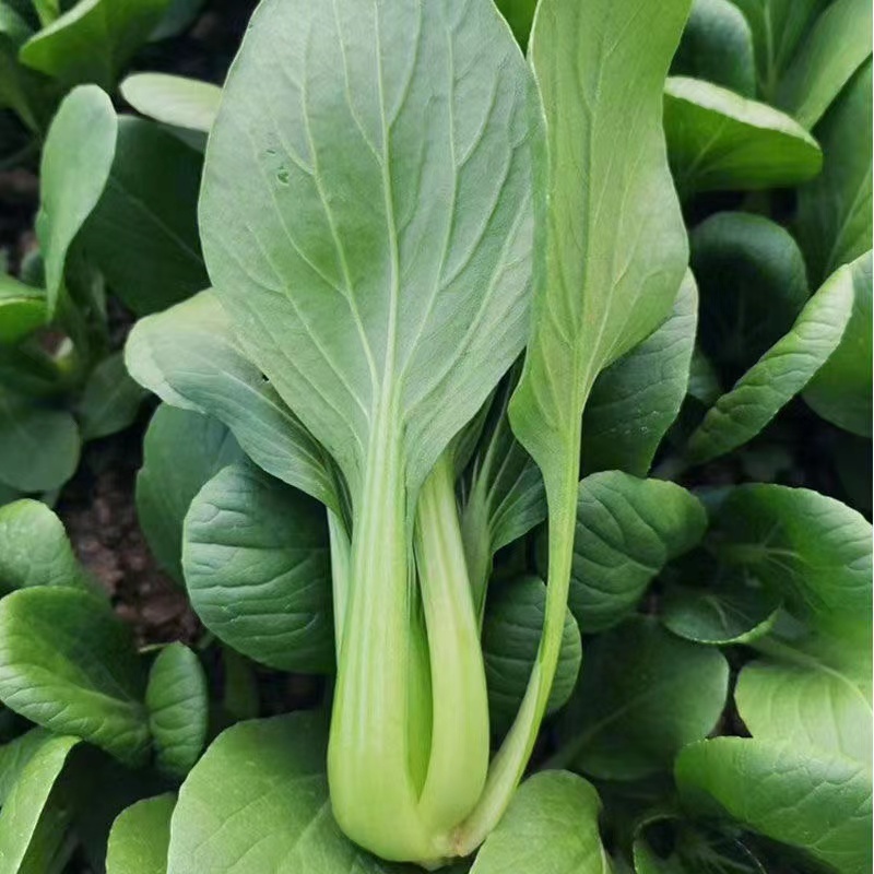 奶油青梗菜种子耐寒性好口感好商品性好抗性强