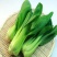 奶油青梗菜种子耐寒性好口感好商品性好抗性强