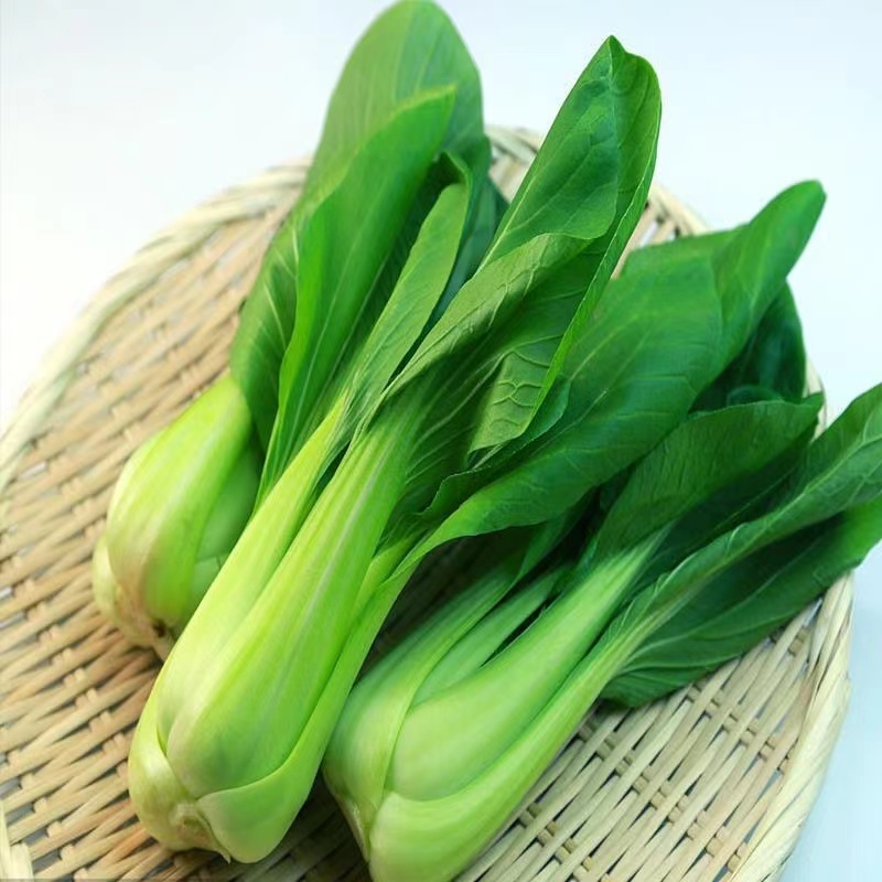 奶油青梗菜种子耐寒性好口感好商品性好抗性强