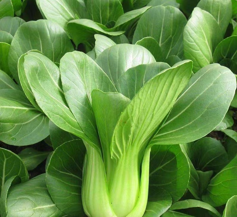 奶油青梗菜种子耐寒性好口感好商品性好抗性强
