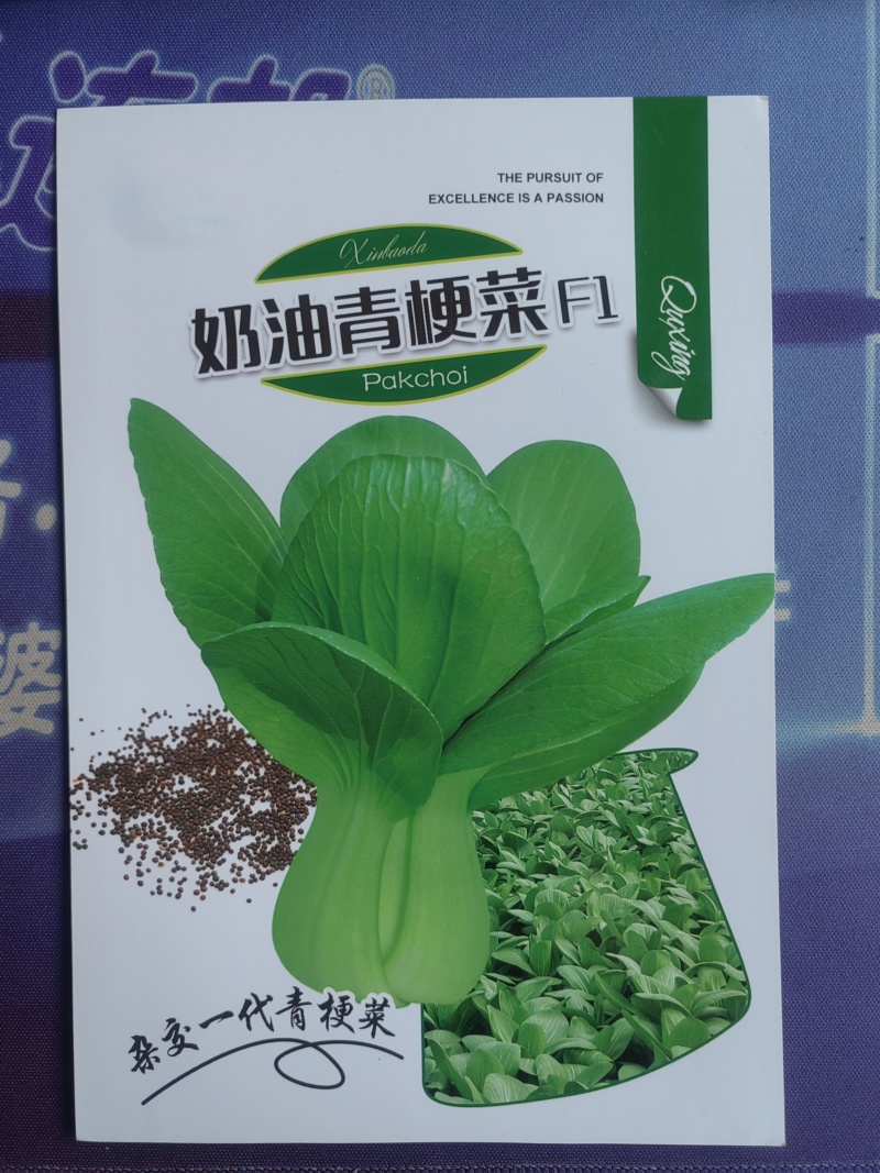 奶油青梗菜种子耐寒性好口感好商品性好抗性强