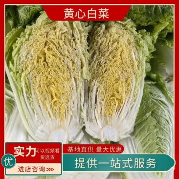 安徽精品黄心白菜一手货源视频看货来电咨询代发全国