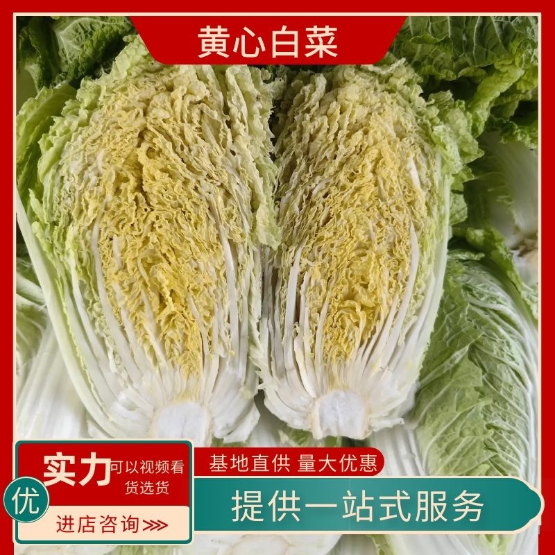 安徽精品黄心白菜一手货源视频看货来电咨询代发全国