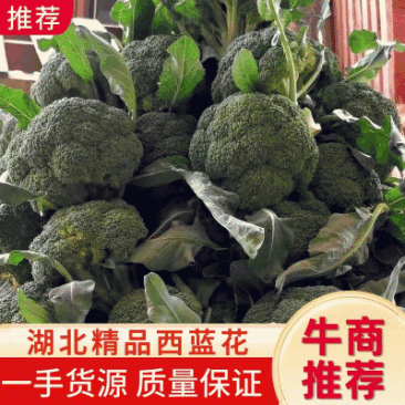 【热销】精品西兰花，耐寒优秀西蓝花产地直发，全国发货。