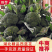 【热销】精品西兰花，耐寒优秀西蓝花产地直发，全国发货。