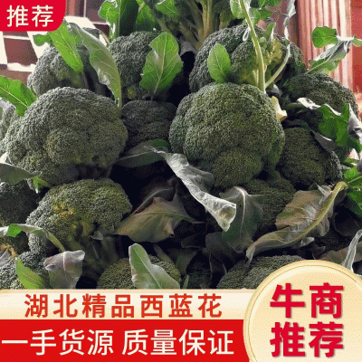 【热销】精品西兰花，耐寒优秀西蓝花产地直发，全国发货。
