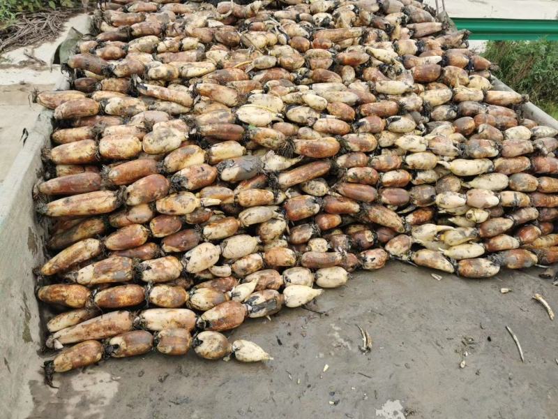 【原产地】安徽庐江鄂莲6号莲藕现货大量供应欢迎咨询