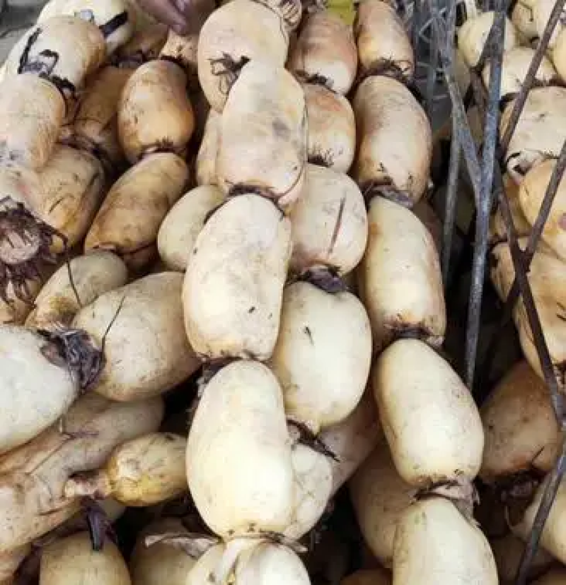 【粉藕】新鲜现挖粉藕煨汤粉藕粉糯香甜全国批发