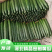 密刺黄瓜精品黄瓜产地直发,量大从优品种齐全