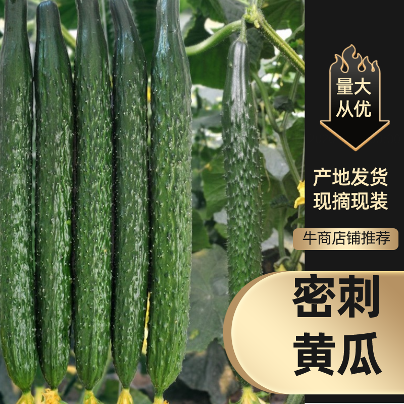 密刺黄瓜精品黄瓜产地直发，量大从优品种齐全