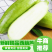 河北西葫芦邯郸精品西葫芦大量有货可全国全国发货