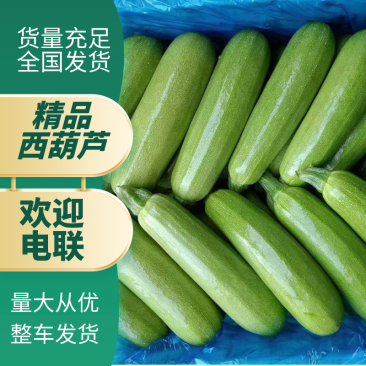 河北西葫芦邯郸精品西葫芦大量有货可全国全国发货