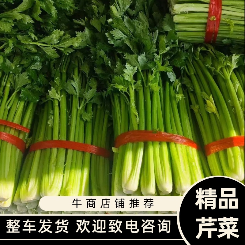 河北芹菜精品芹菜西芹货量充足按需包装全国发货