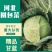 【精品】河北甘蓝圆包菜货量充足保质保量全国发货
