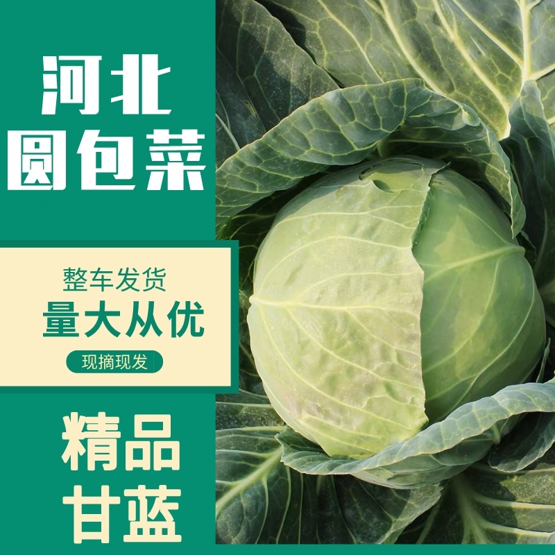【精品】河北甘蓝圆包菜货量充足保质保量全国发货