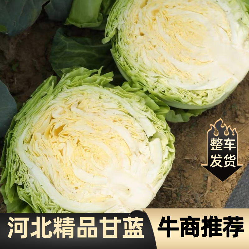 【精品】河北甘蓝圆包菜货量充足保质保量全国发货