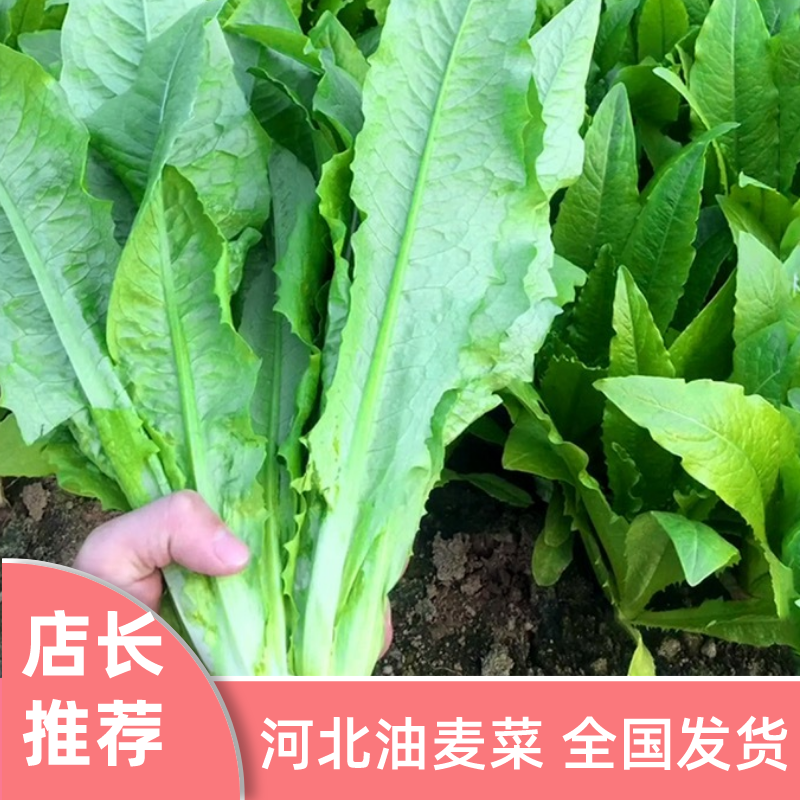 河北油麦菜精品油麦菜全国发货货量充足配花车