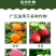 阿维菌素1.8%红白蜘蛛菜青虫薊马蚜虫叶螨杀虫广谱
