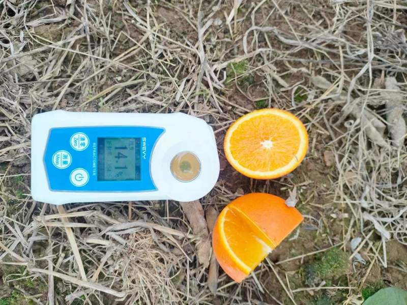 湖北秭归橙子，普脐，江边货，糖质高，味道甜。
