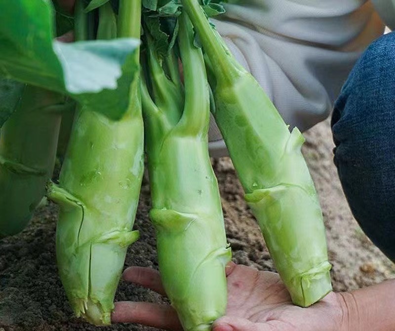 甜脆鸡腿芥蓝种子纤维少品质好味脆甜适应性广稳产性好