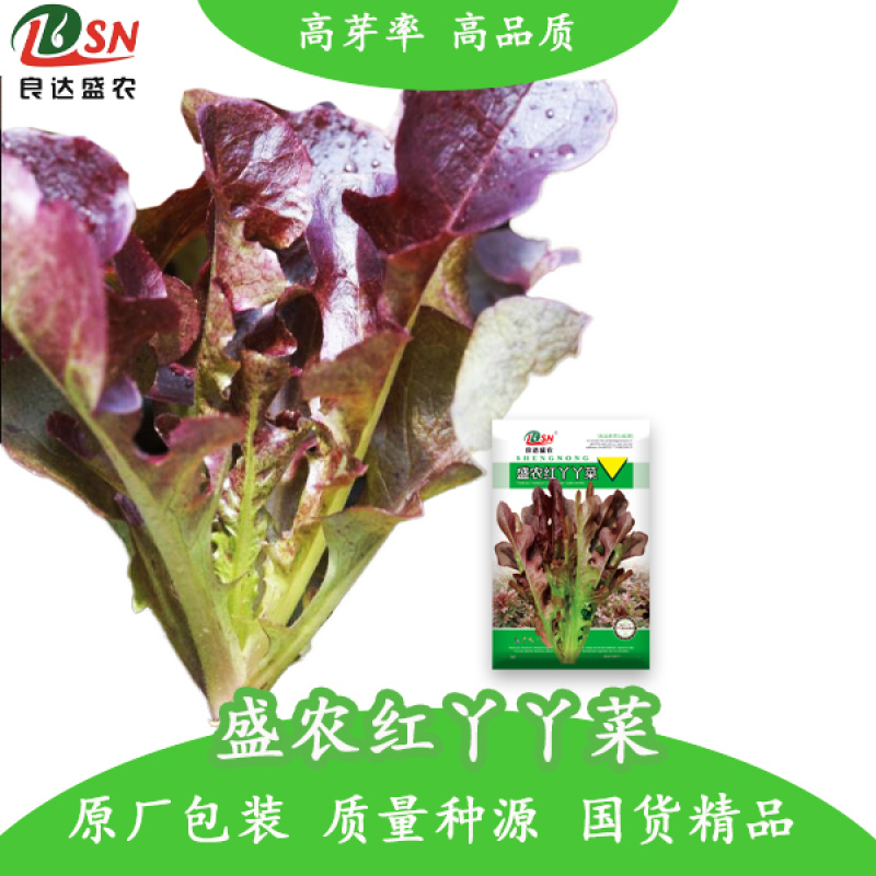 紫红丫丫开甜油麦菜种子抗热抗寒高产品质好口味香脆可口