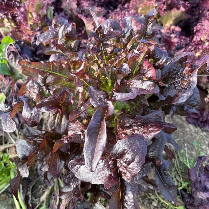 紫红丫丫开甜油麦菜种子抗热抗寒高产品质好口味香脆可口