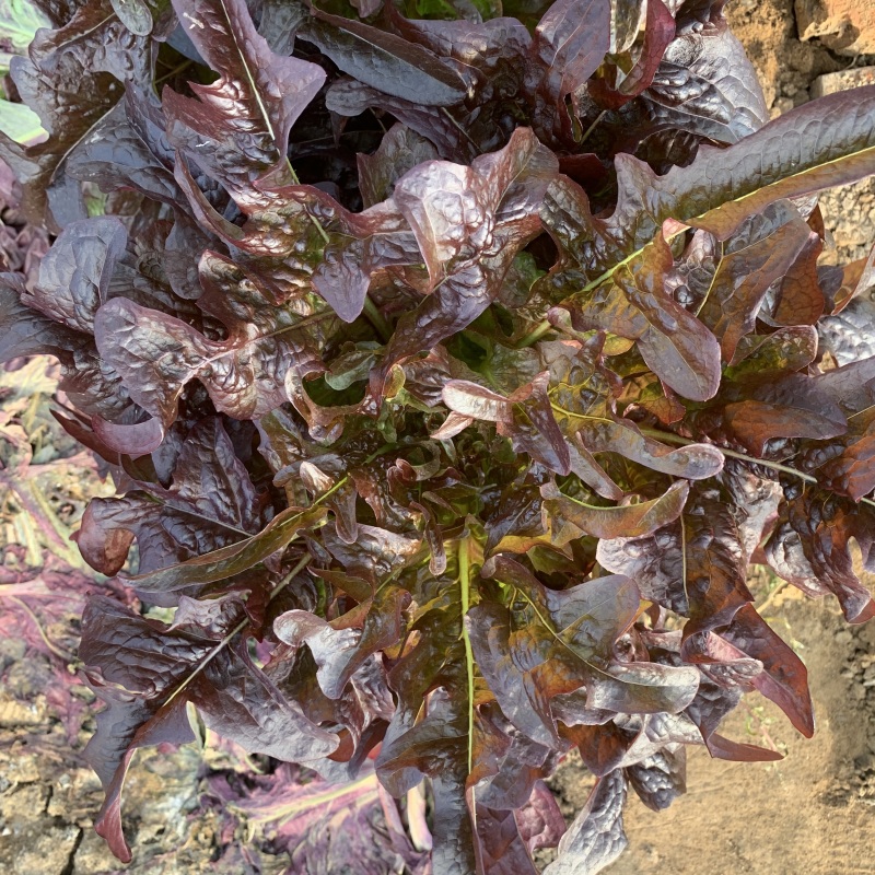 紫红丫丫开甜油麦菜种子抗热抗寒高产品质好口味香脆可口
