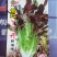 紫红丫丫开甜油麦菜种子抗热抗寒高产品质好口味香脆可口